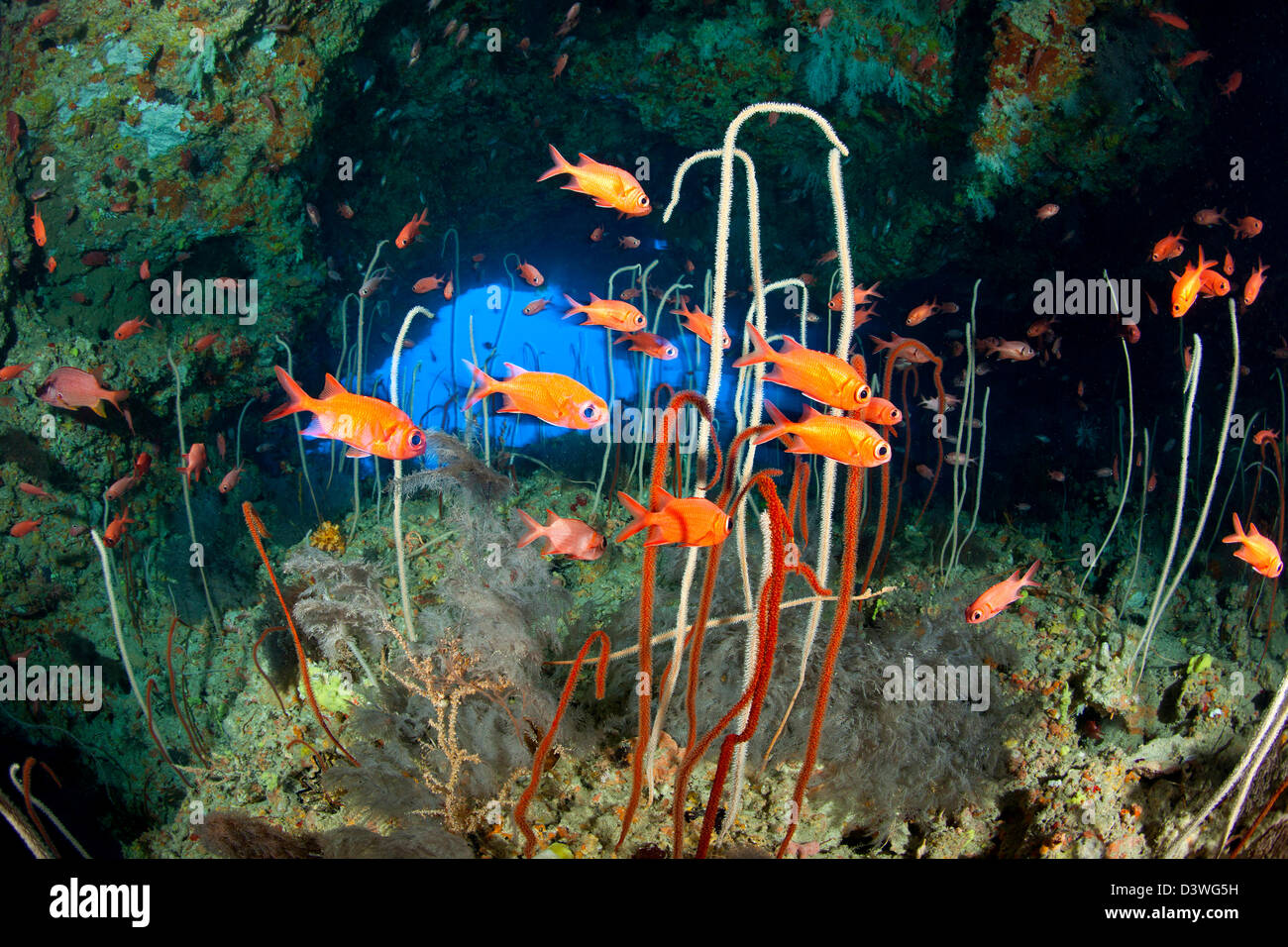 Blotcheye Soldierfish in Cave, Myripristis murdjan, Felidhu Atoll, Maldives Stock Photo