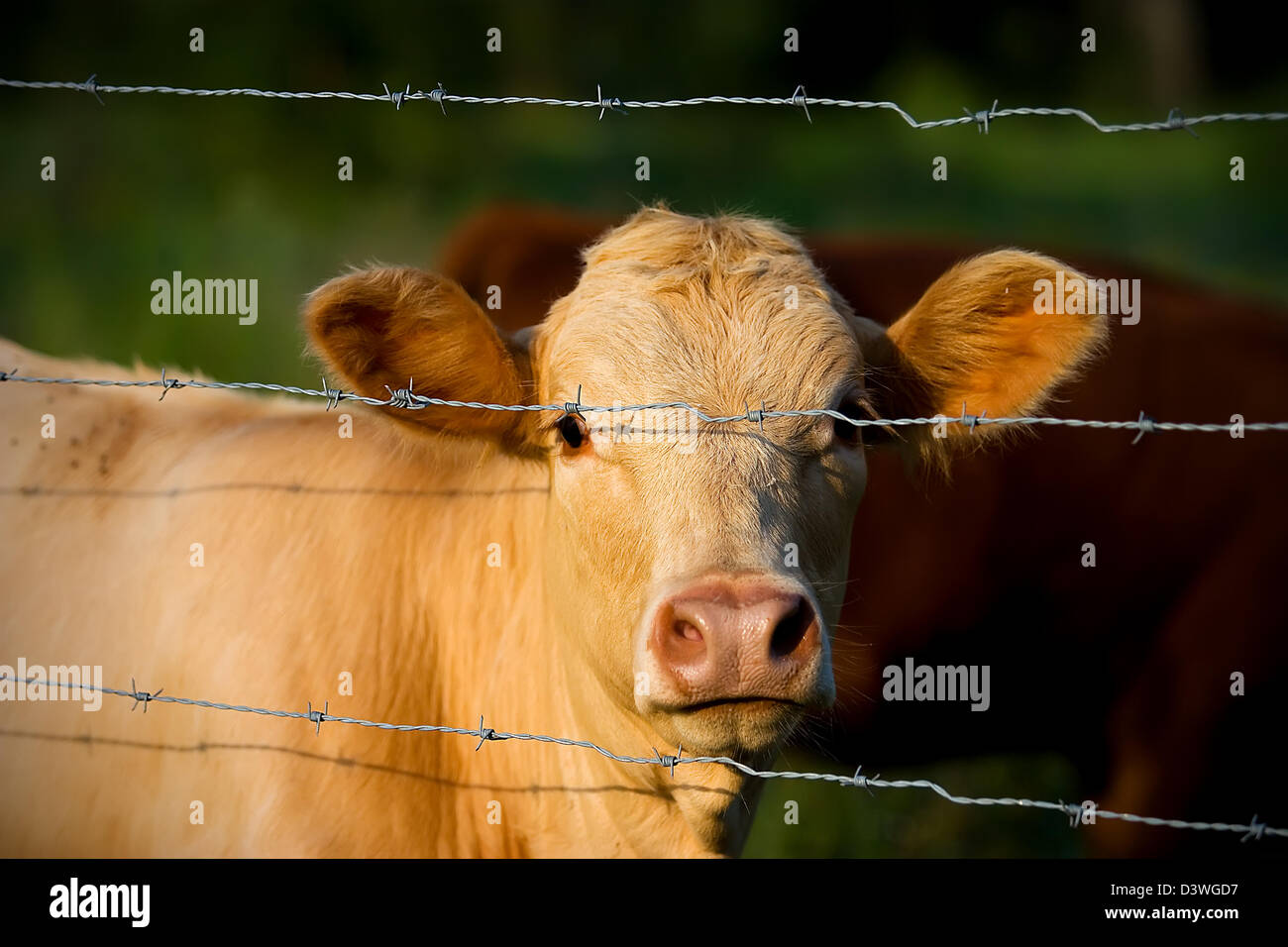 A brown cow looking at the camera Stock Photo - Alamy