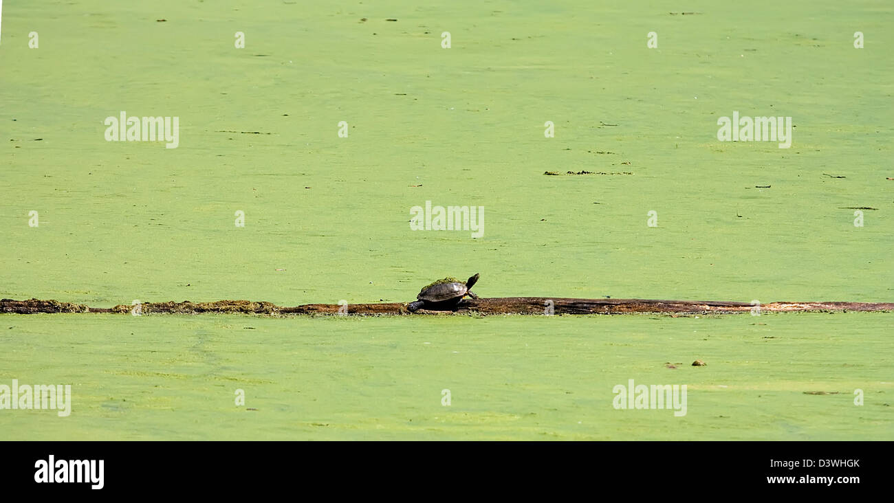 A slider turtle sits on a log in the middle of a lake covered with green duckweed Stock Photo