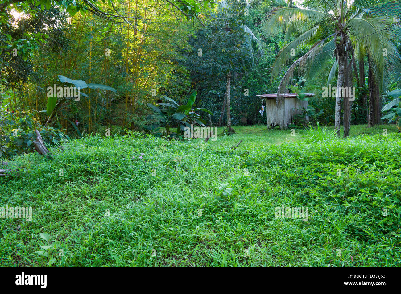 property on border of rain forest with small shed in agujitas costa rica Stock Photo