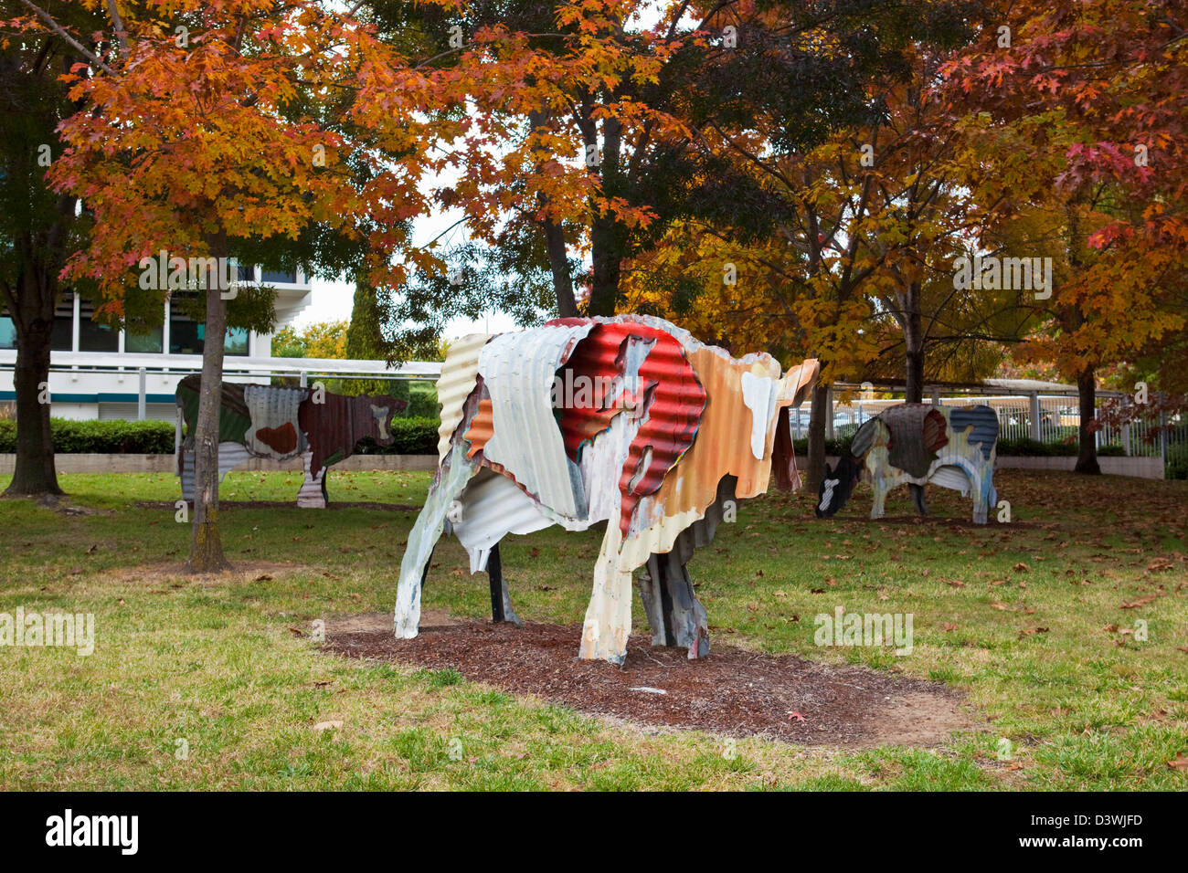 'Cows' sculpture by Jeff Thomson.  Canberra, Australian Capital Territory (ACT), Australia Stock Photo