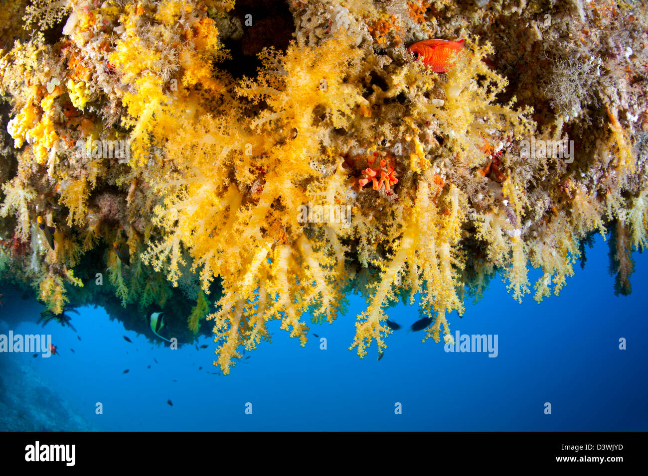 Overhang with yellow Softcorals, Dendronephthya sp., Ari Atoll, Maldives Stock Photo