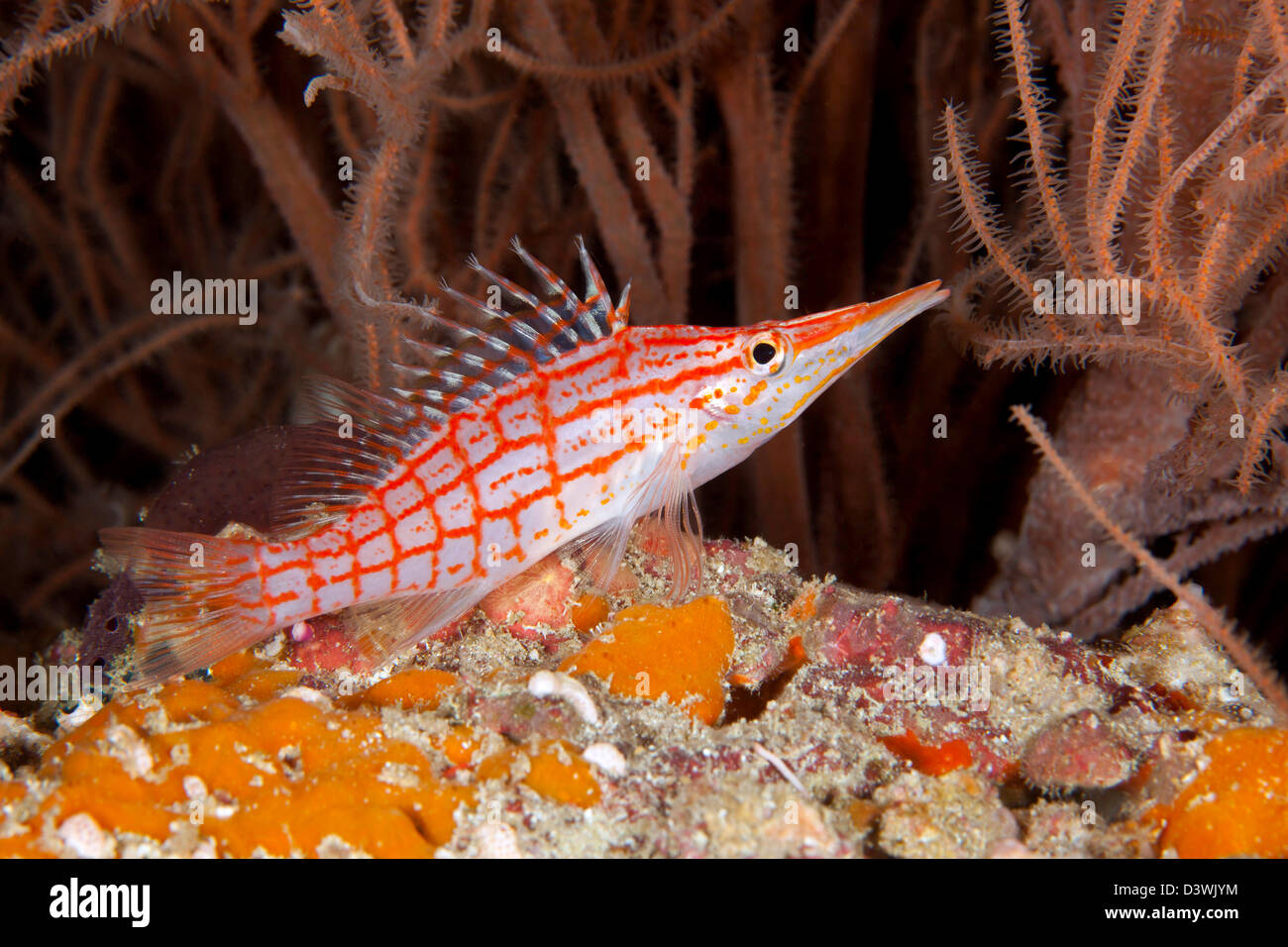 Longnose Hawkfish, Oxycirrhites typus, Ari Atoll, Maldives Stock Photo