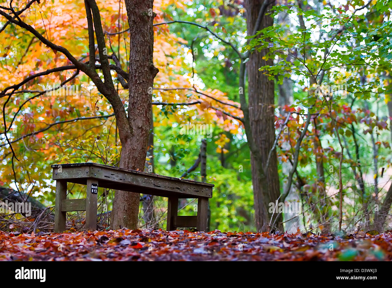 A park bench in a beautiful setting along a hiking trail Stock Photo ...