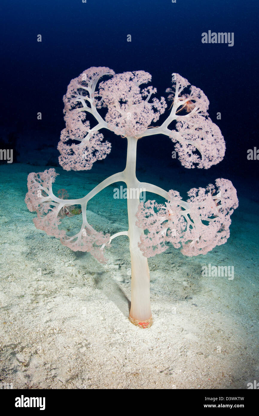 Pink Soft Coral, Umbellulifera sp., Felidhu Atoll, Maldives Stock Photo