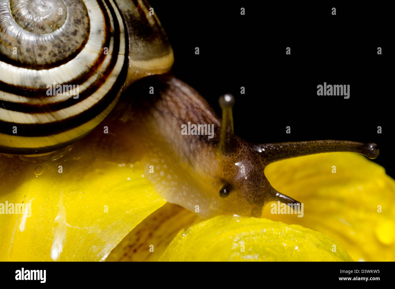Snail, garden pest, flower, eating, shell, slimy Stock Photo Alamy
