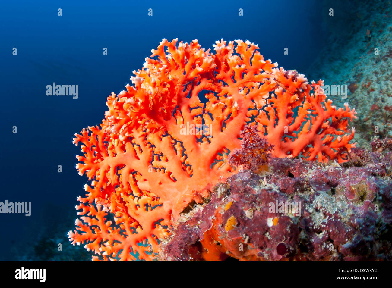 Red Lace Coral, Distichopora sp., Ari Atoll, Maldives Stock Photo