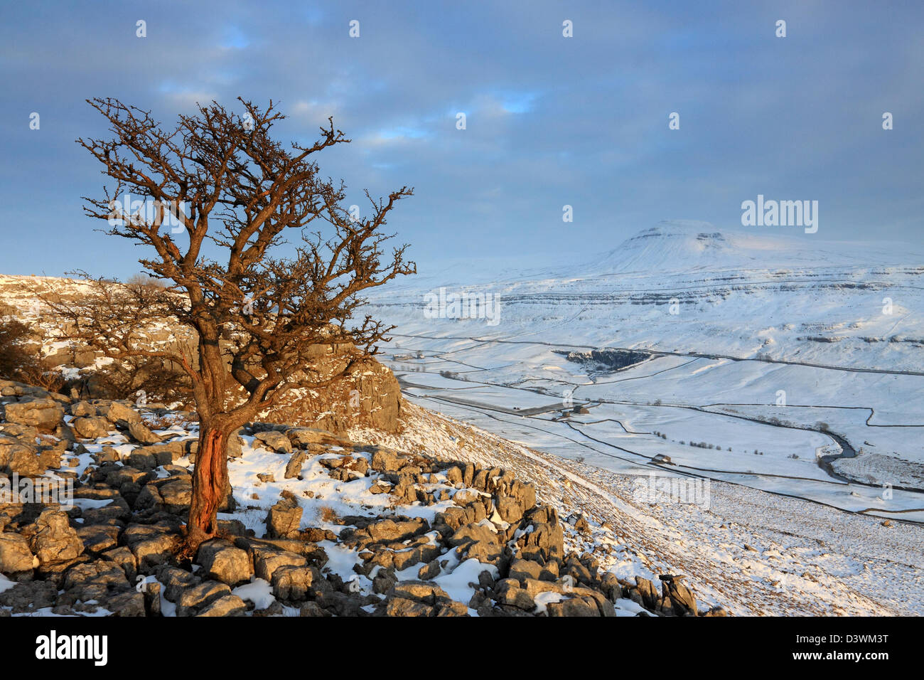 A snowy, wintertime view of a tree on the limestone pavement at Twistleton Scars, in the Yorkshire Dales National Park, England Stock Photo
