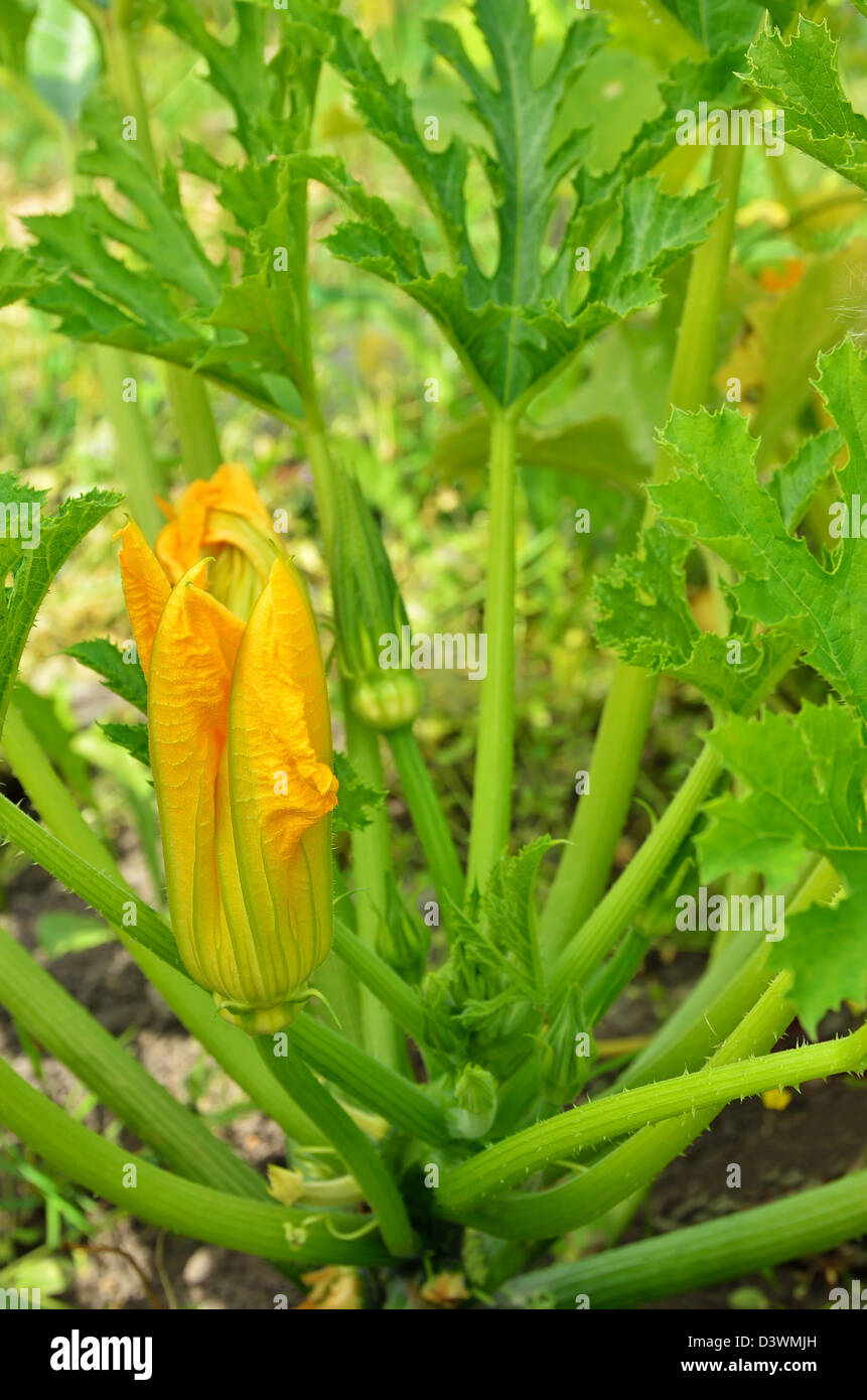 Flower of the zucchini plant in the vegetable garden Stock Photo Alamy