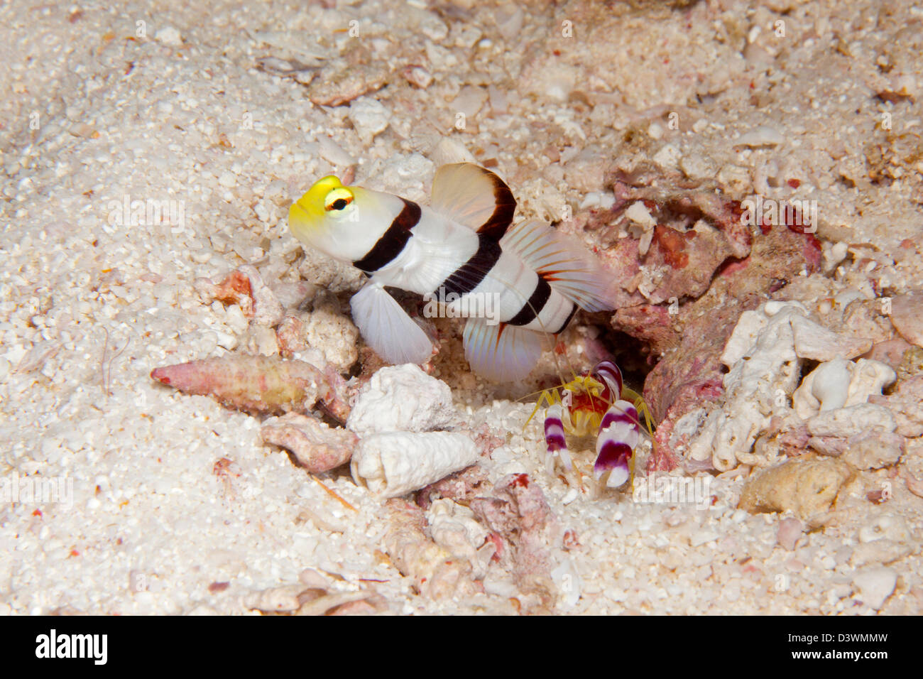 Yellownose Prawn Goby with Pistol Shrimp, Stonogobiops xanthorhinica, Alpheus randalli, Ari Atoll, Maldives Stock Photo
