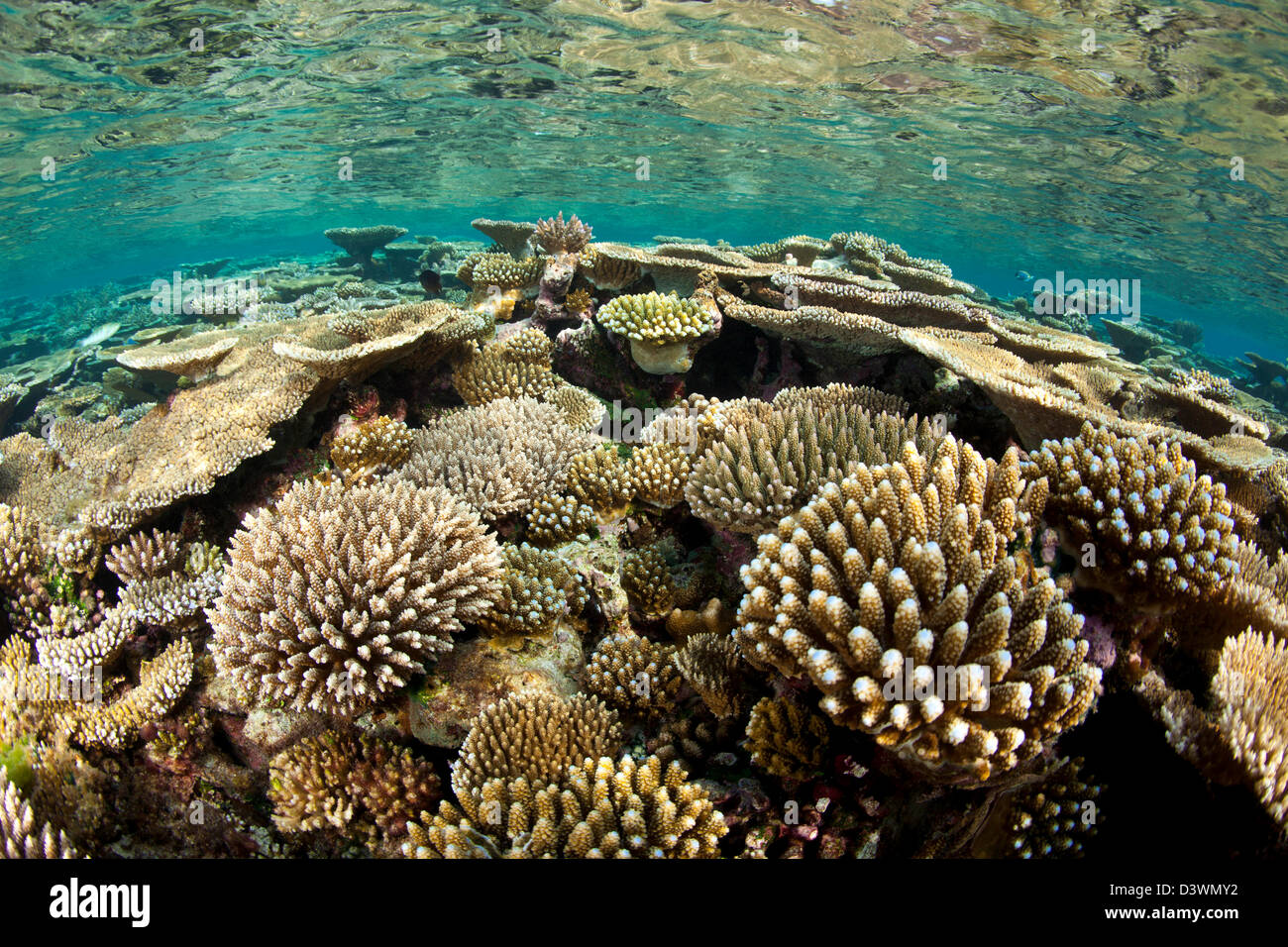Reef covered with Hard Corals, Acropora sp., Ari Atoll, Maldives Stock Photo