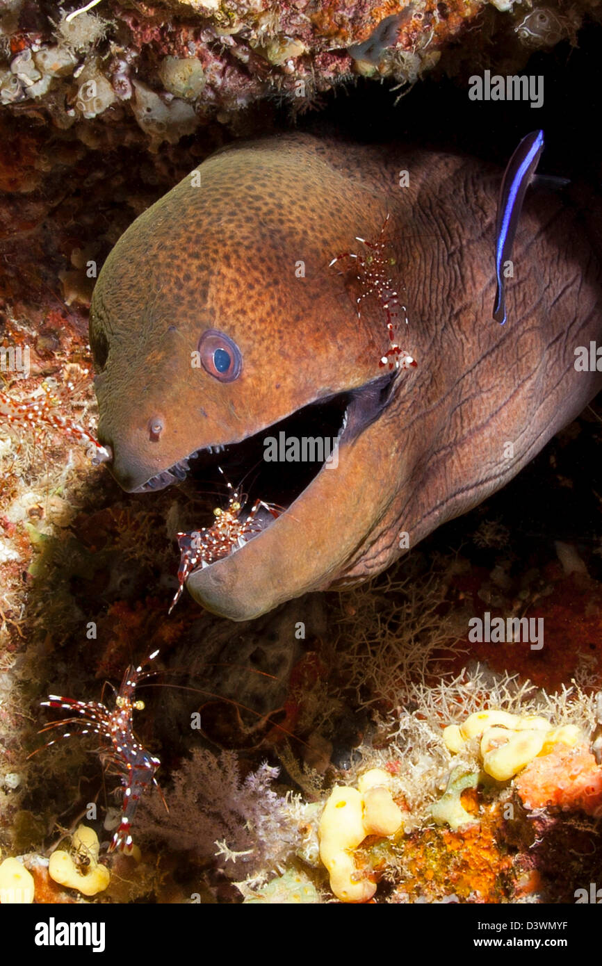 Giant Moray cleaned by Cleaner shrimp, Gymnothorax javanicus, Ari Atoll, Maldives Stock Photo