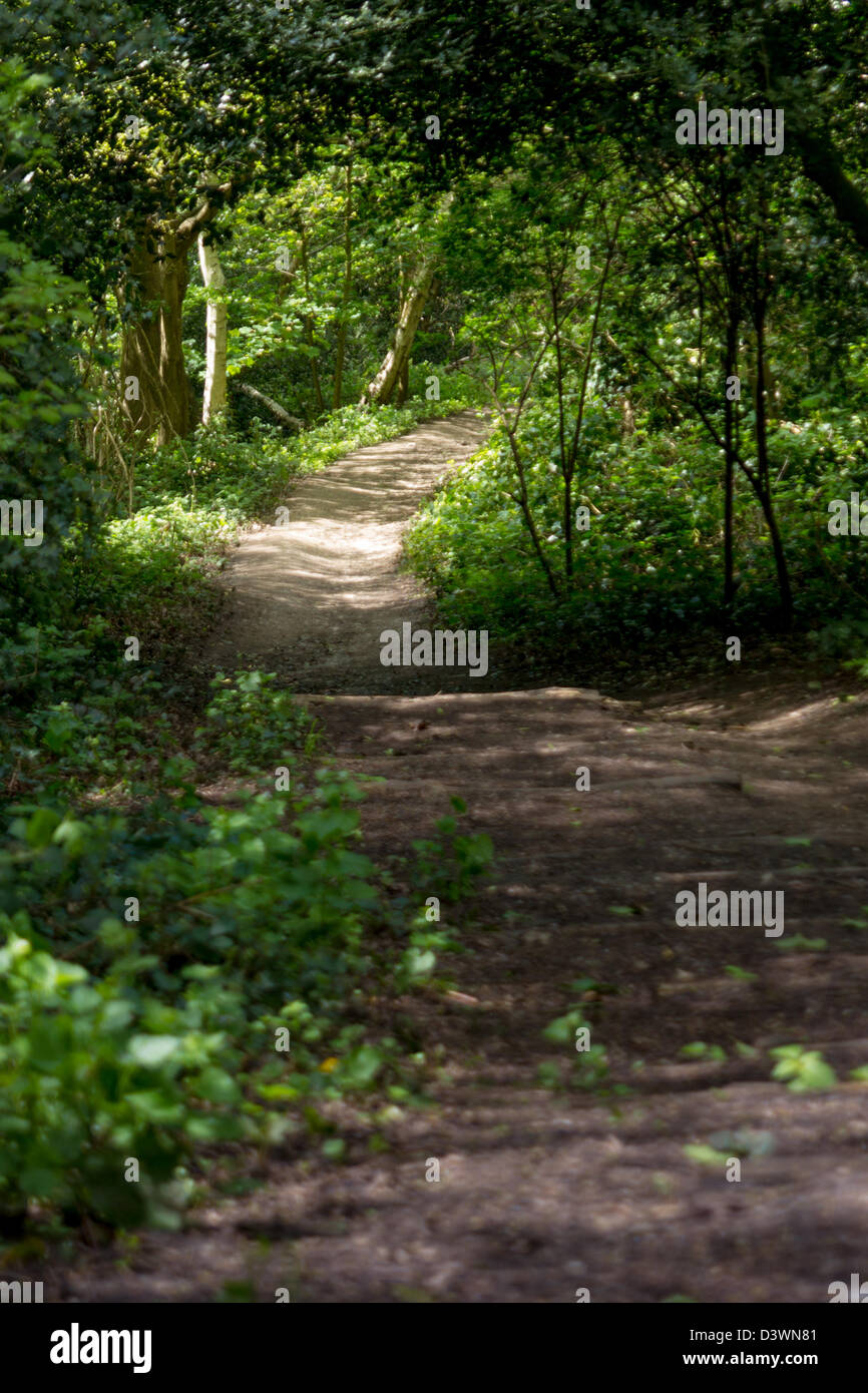 A winding path through woodland Stock Photo Alamy