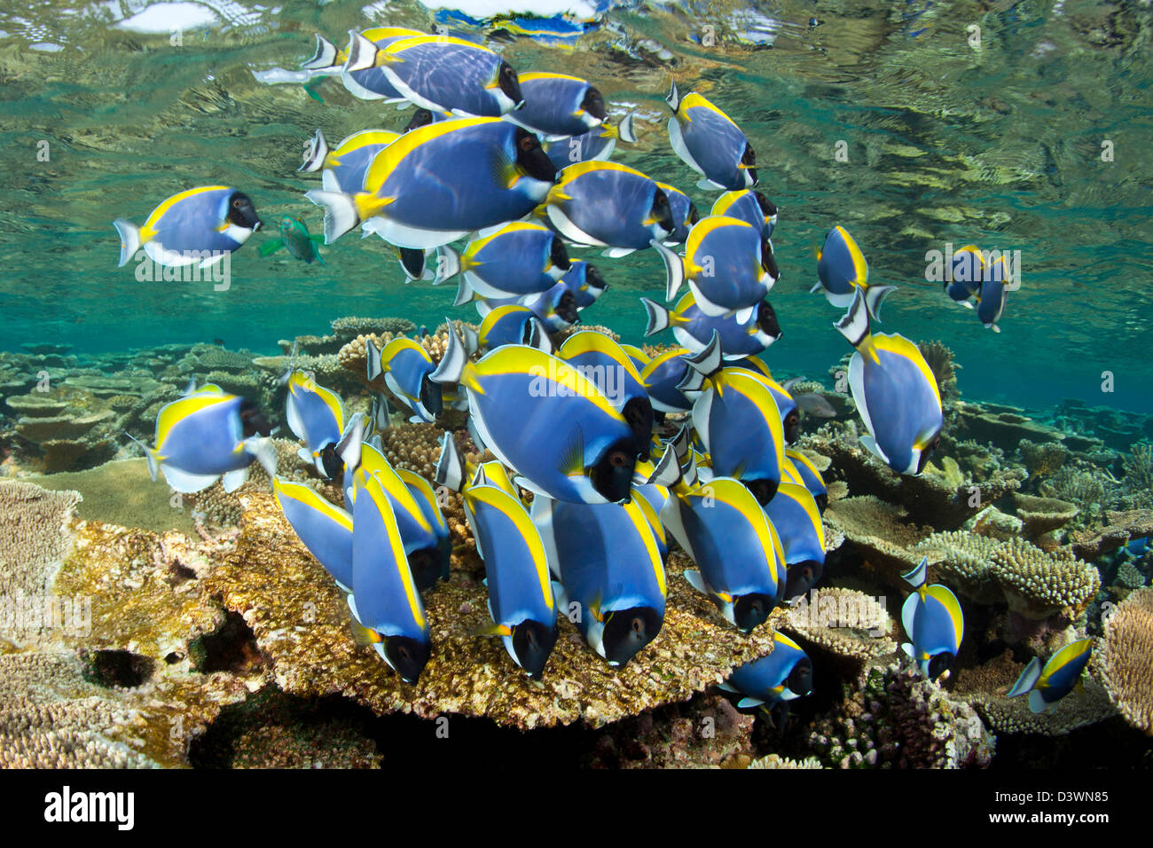 Shoal of Powder Blue Tang feeding on Algae, Acanthurus leucosternon, Ari Atoll, Maldives Stock Photo