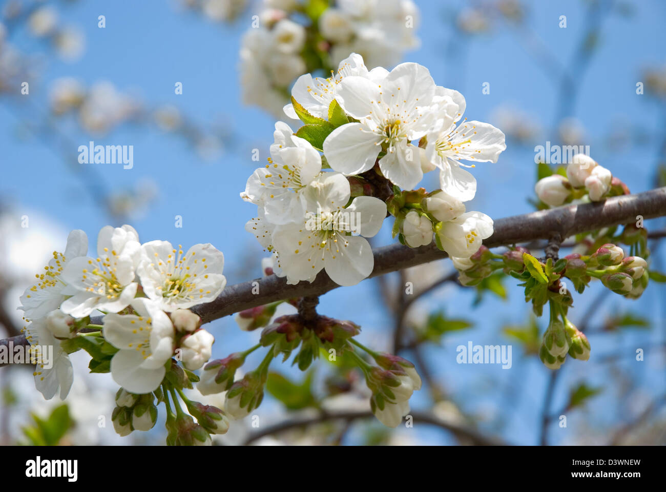 The blossoming tree of a cherry is photographed on a background of the blue sky Stock Photo