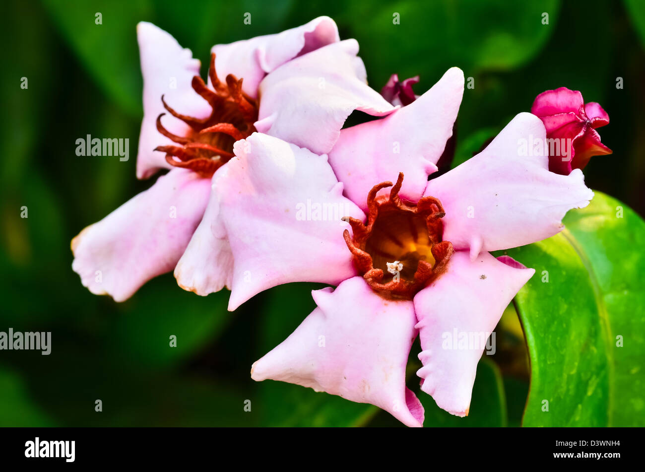 Lily vine hires stock photography and images Alamy