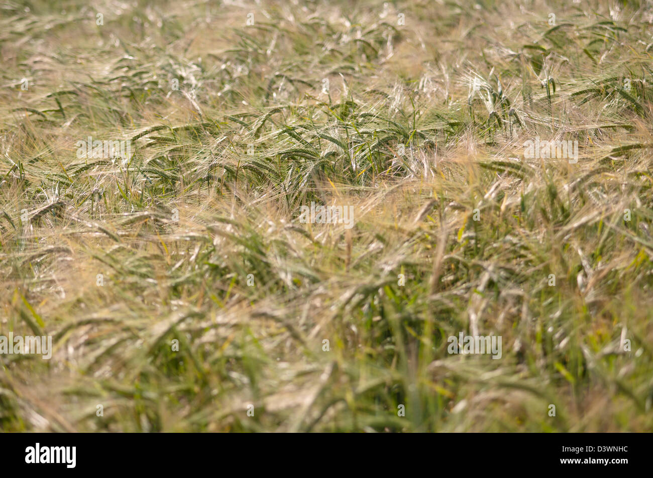 HORDEUM VULGARE Stock Photo