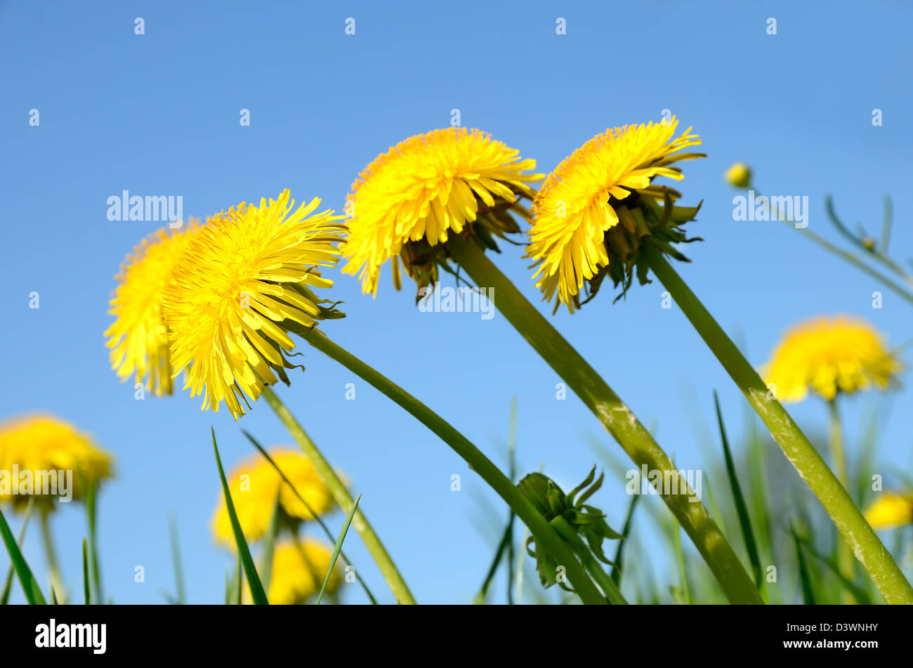 Close up dandelions on background of blue sky Stock Photo Alamy