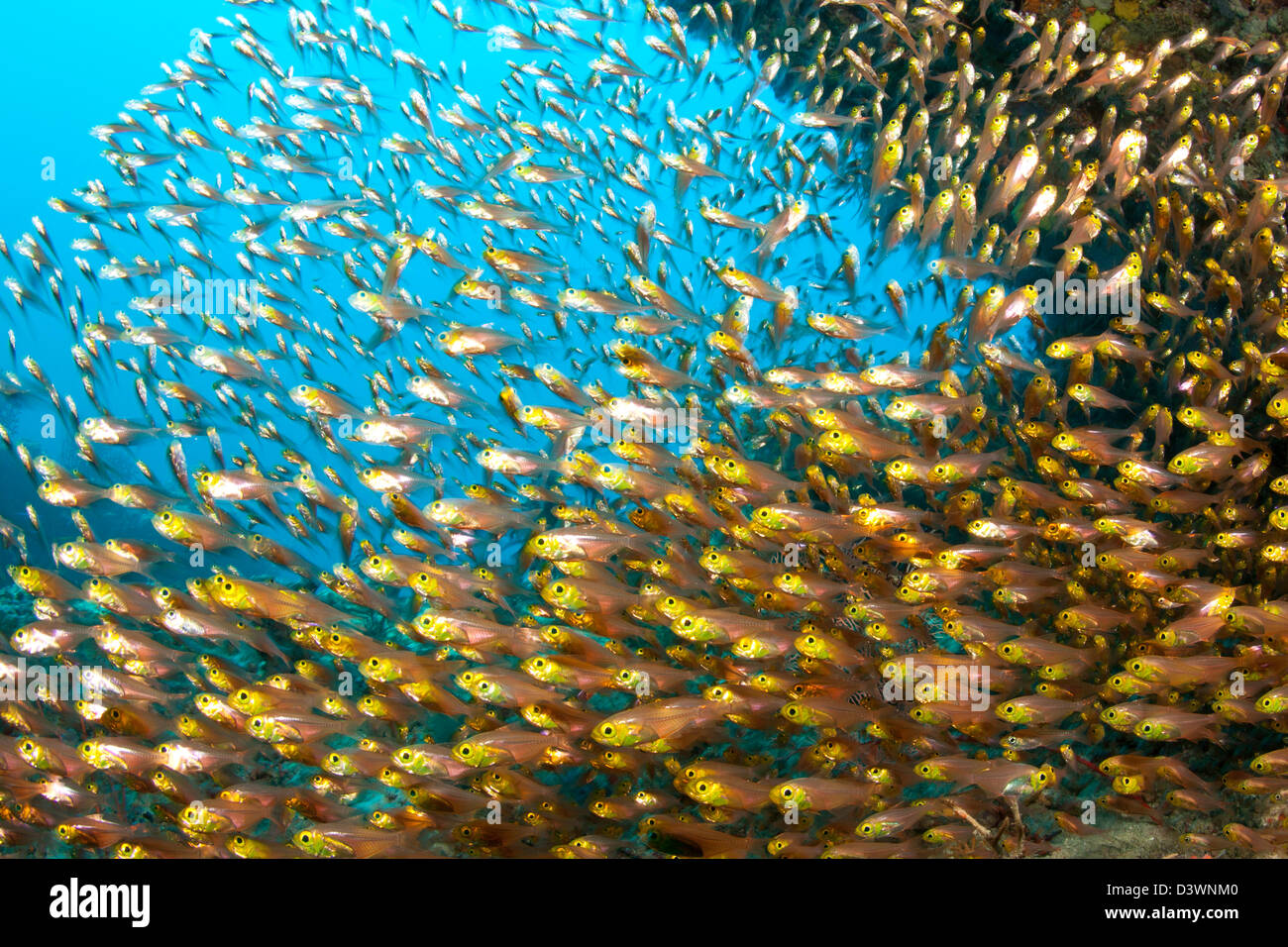 Shoaling Glassfish, Parapriacanthus sp., Ari Atoll, Maldives Stock Photo