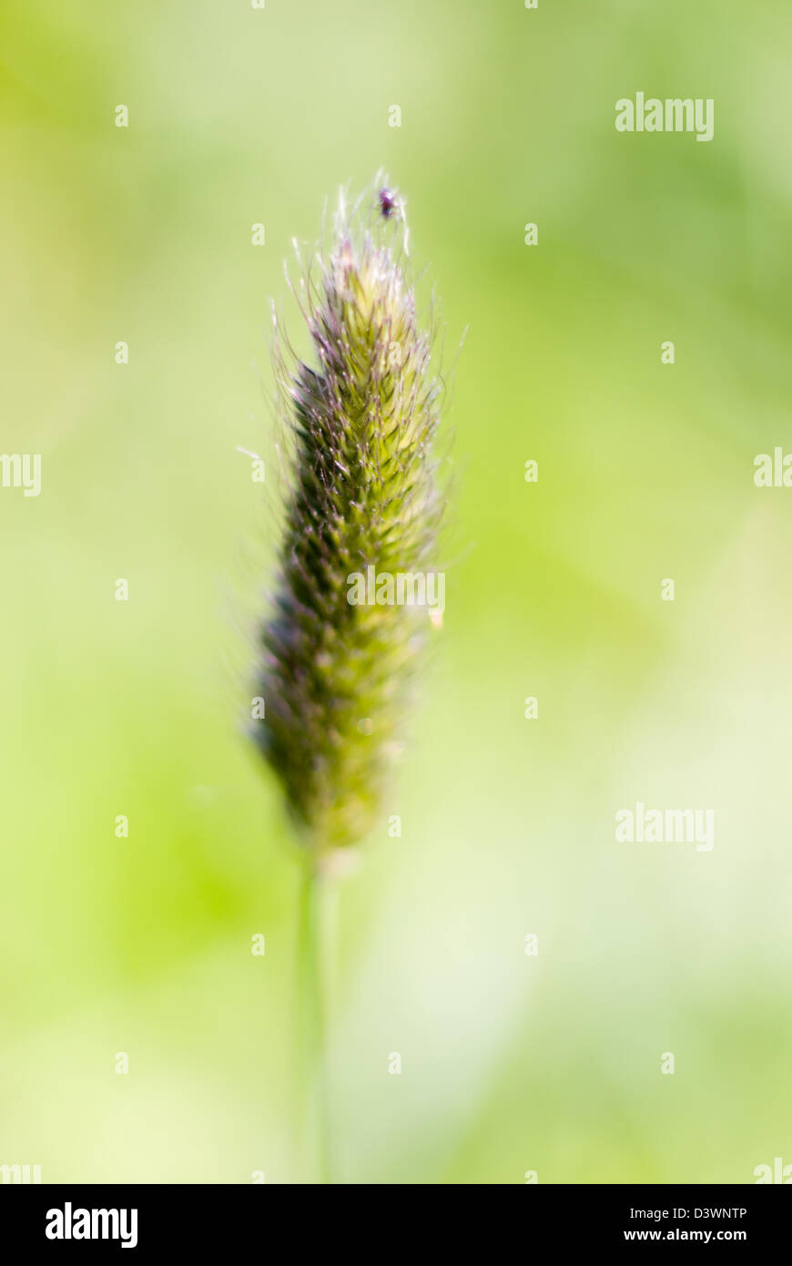 Timothy .Shallow depth-of-field Stock Photo