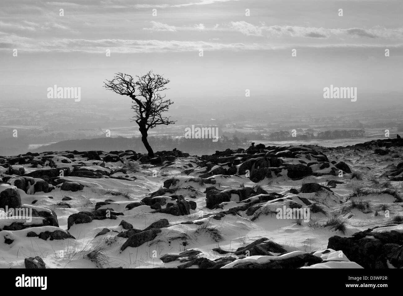 A snowy, wintertime view of a tree on the limestone pavement at Twistleton Scars, in the Yorkshire Dales National Park, England Stock Photo