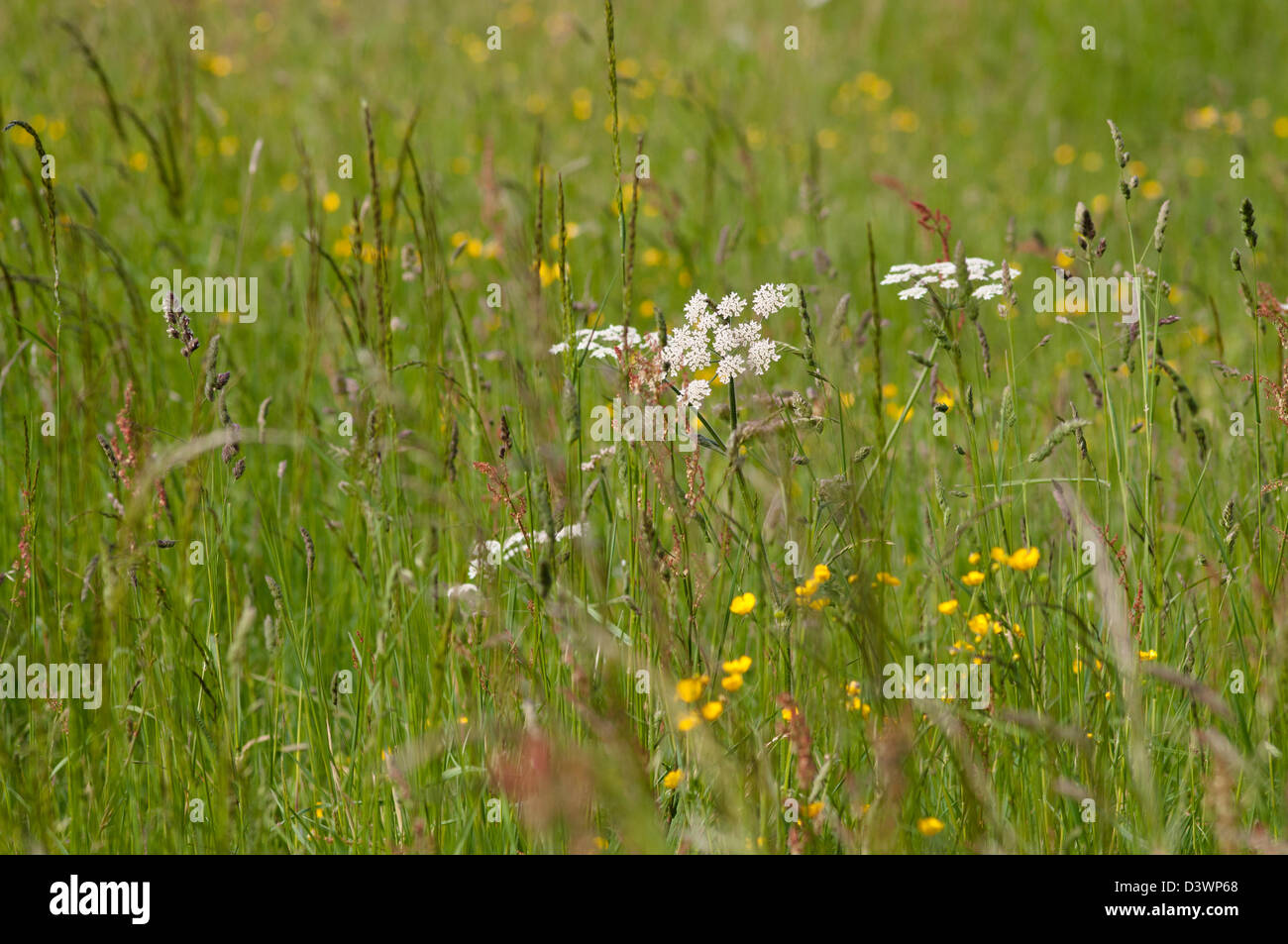 WILD FLOWER MEADOW SUMMER Stock Photo - Alamy