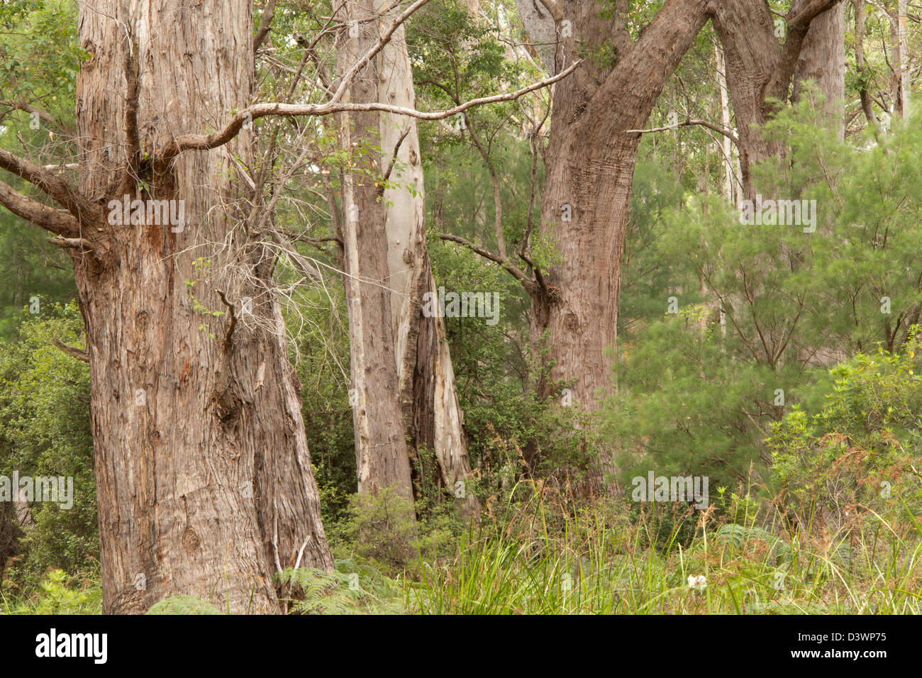 WalpoleNornalup National Park, Western Australia, Australia Stock