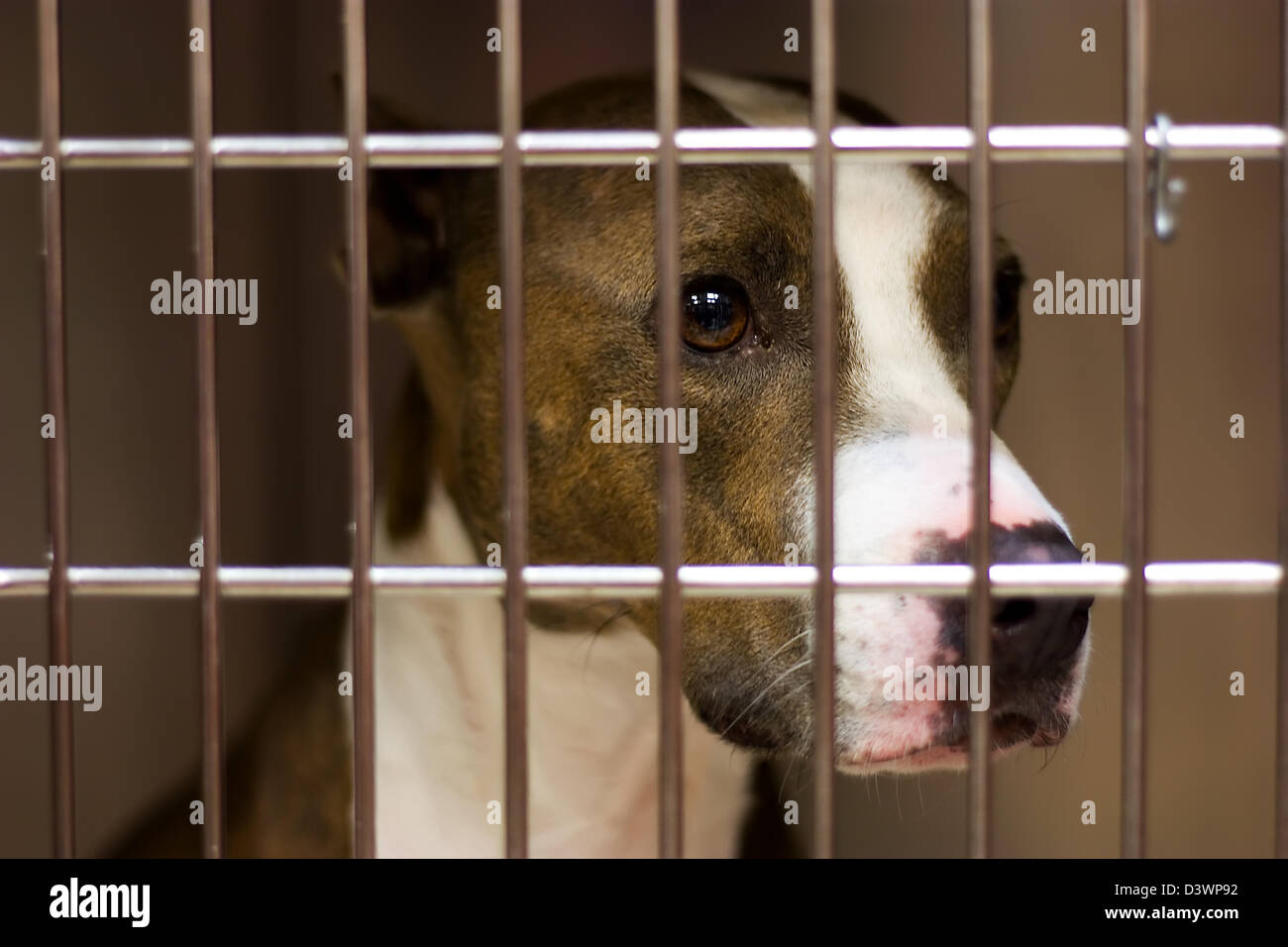 A dogs looks out of his cage longing to be free Stock Photo Alamy