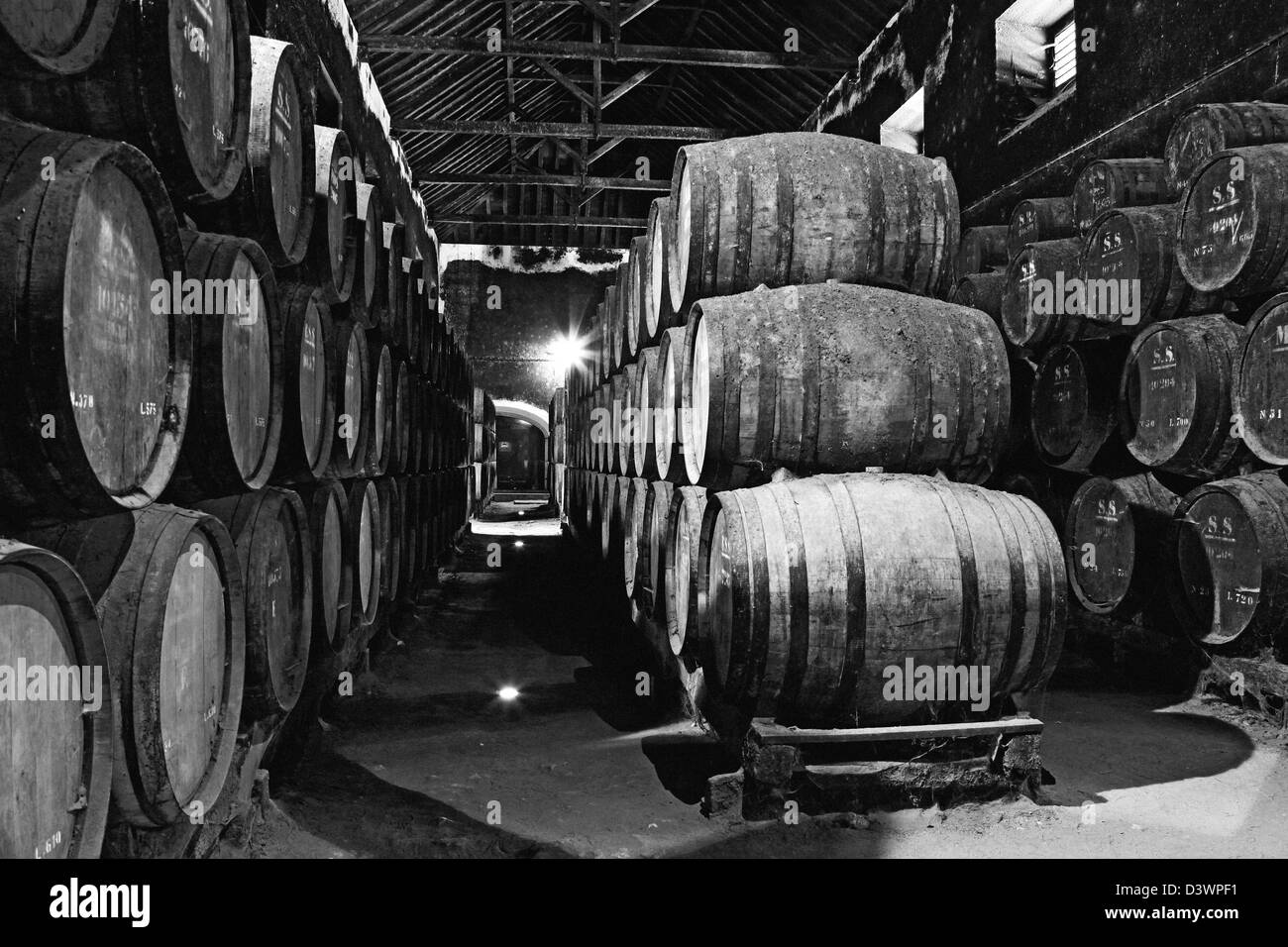 wine barrels Stock Photo