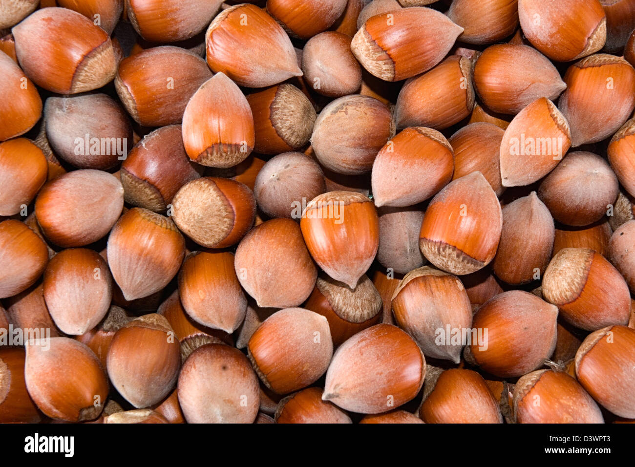 Filbert nut hires stock photography and images Alamy