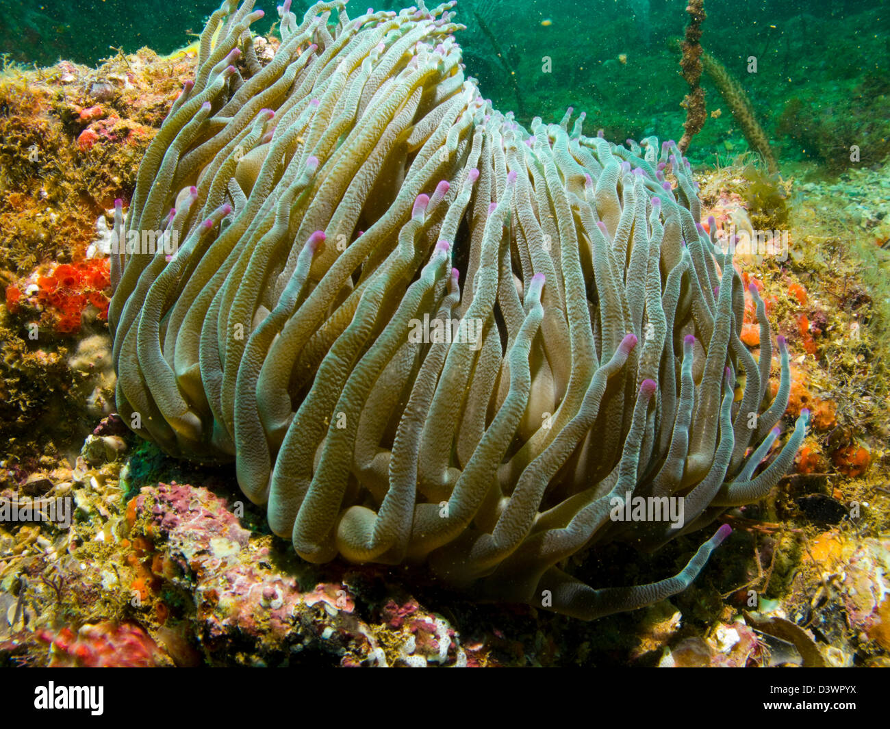Condylactis gigantea tropical species of ball anemone. Guarapari Escalvada island, Espirito Santo state, Brazil Stock Photo