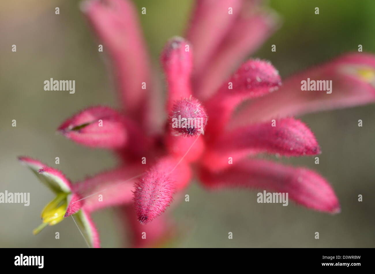KANGAROO PAW FLOWER Stock Photo Alamy