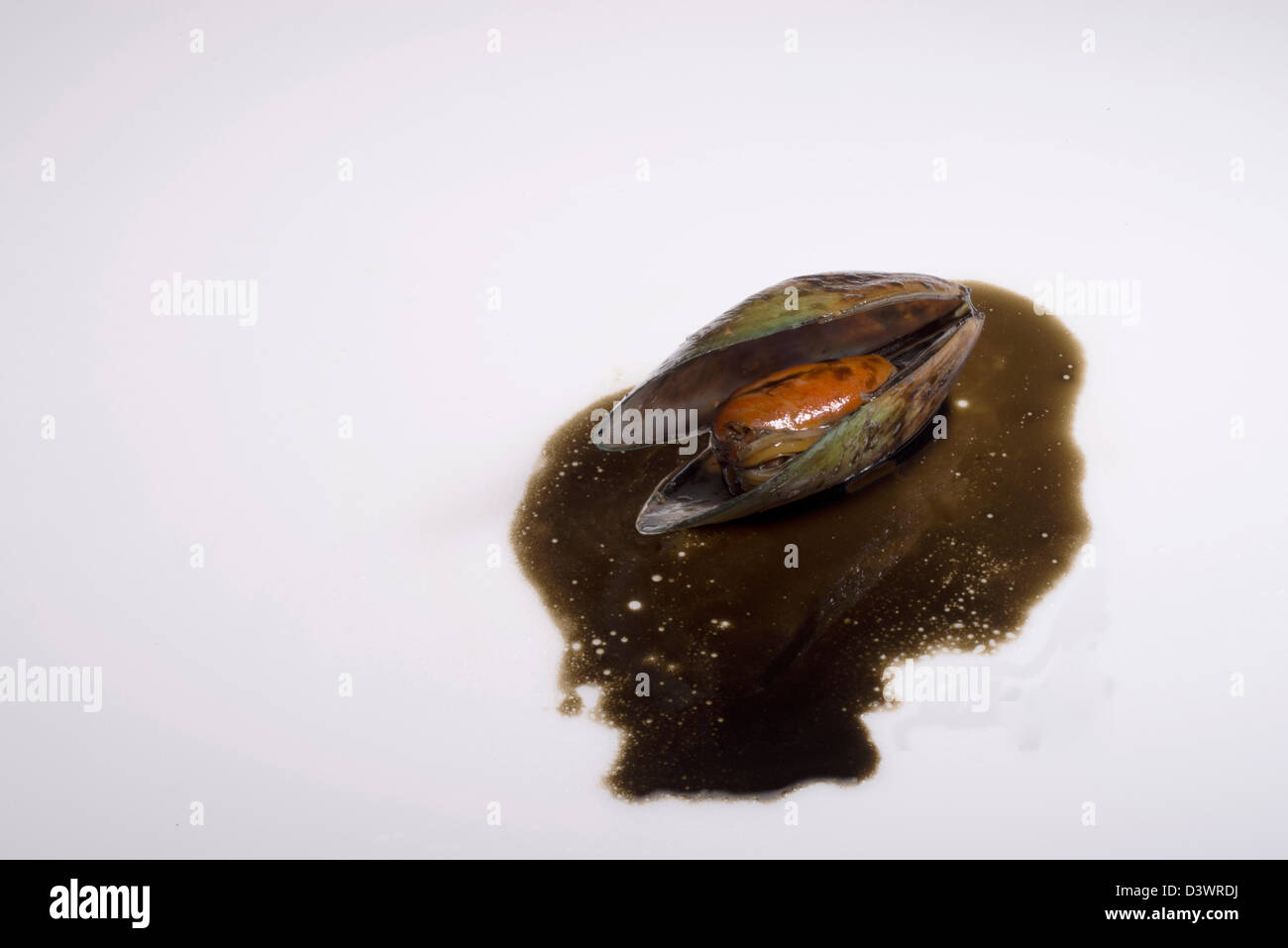 A dead green mussel lays in an oil pool. Stock Photo