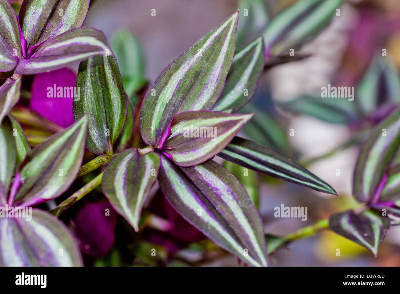 Wandering jew plant. Tradescantia zebrina. Green, purple and silver leaves. Stock Photo