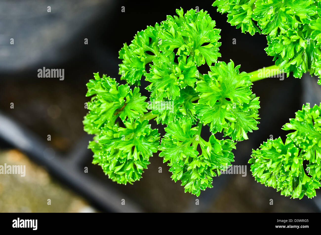 Bay leaf parsley. Stock Photo