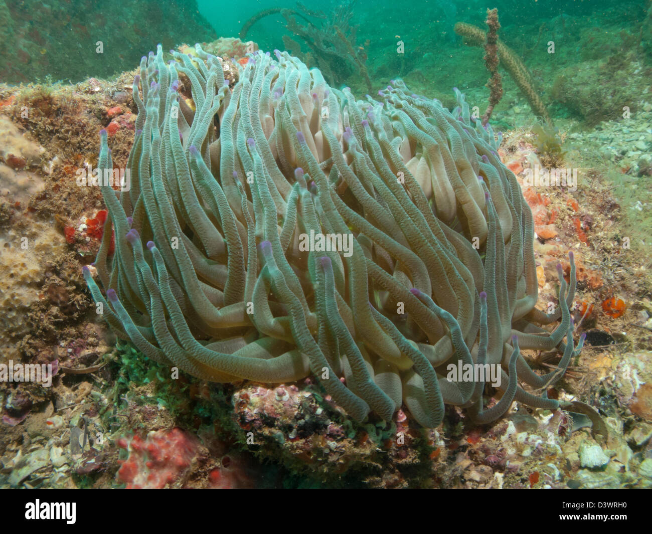 Condylactis gigantea tropical species of ball anemone. Guarapari Escalvada island, Espirito Santo state, Brazil Stock Photo