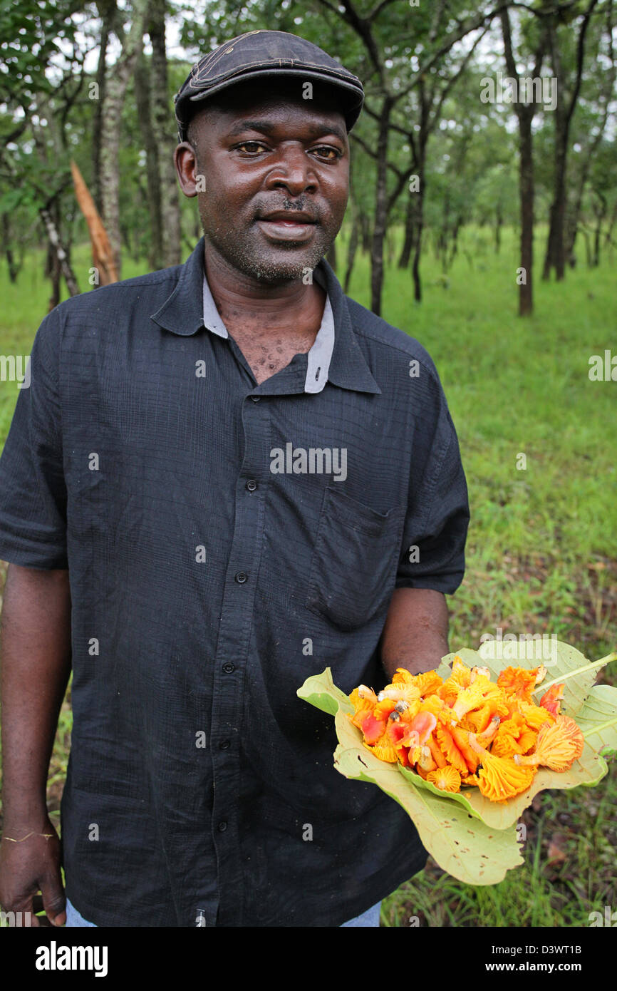Zambian man holding hand picked wild yellow orange colored mushrooms on large green leaves Stock Photo