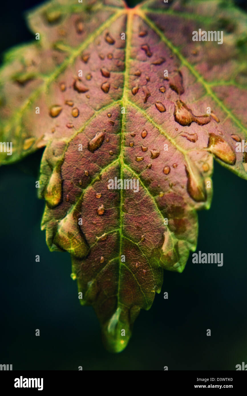Maple leaf dew drops hi-res stock photography and images - Alamy