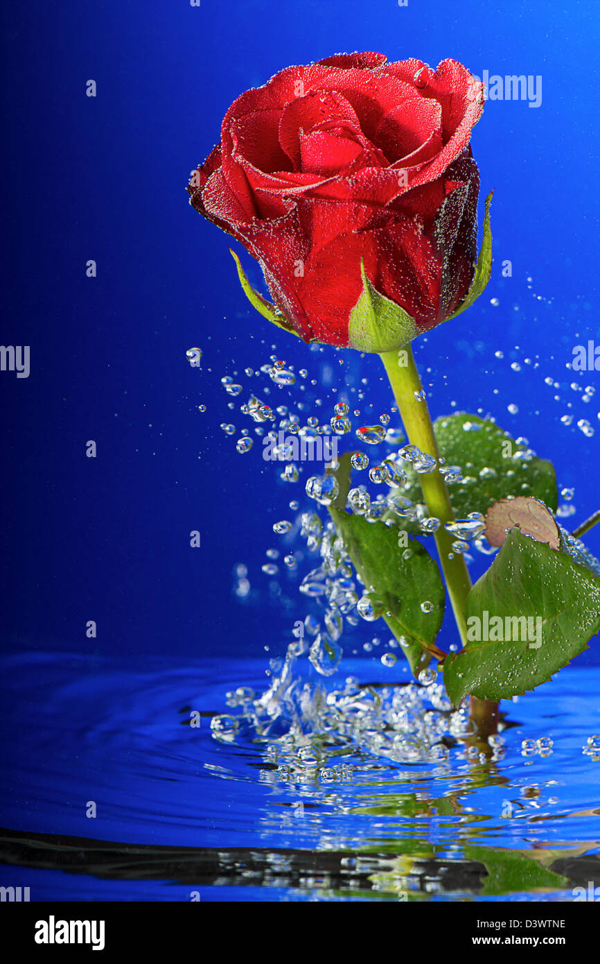 Underwater red rose surrounded by bubbles Stock Photo Alamy