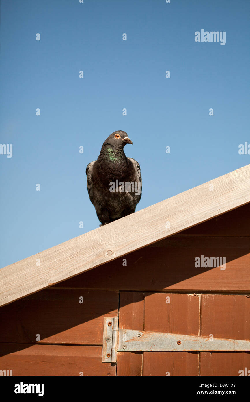 Pigeon on the roof, Alderney island, United Kingdom Stock Photo