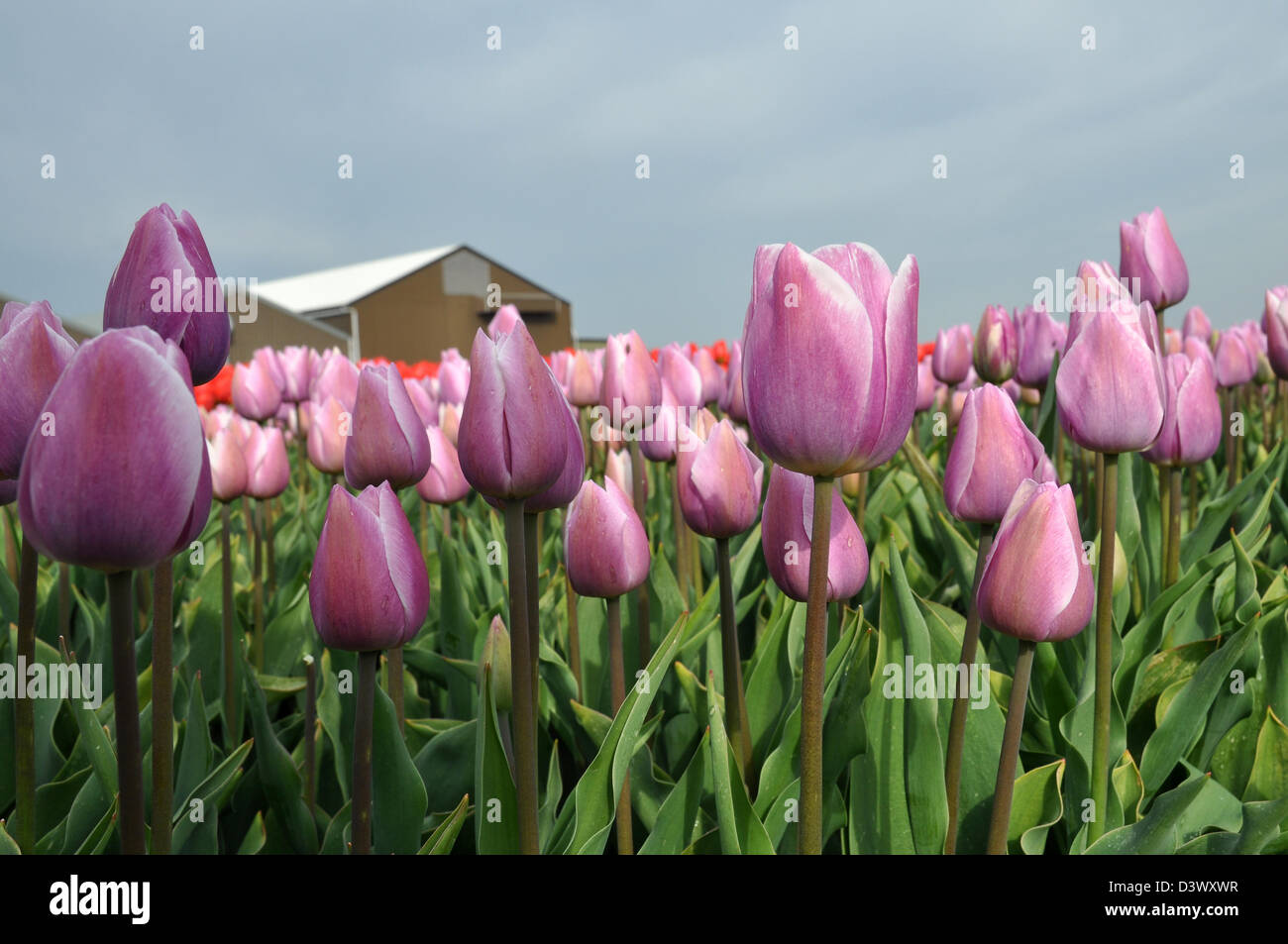 Tulip field with purple tulips and barn, Holland, Netherlands Stock Photo
