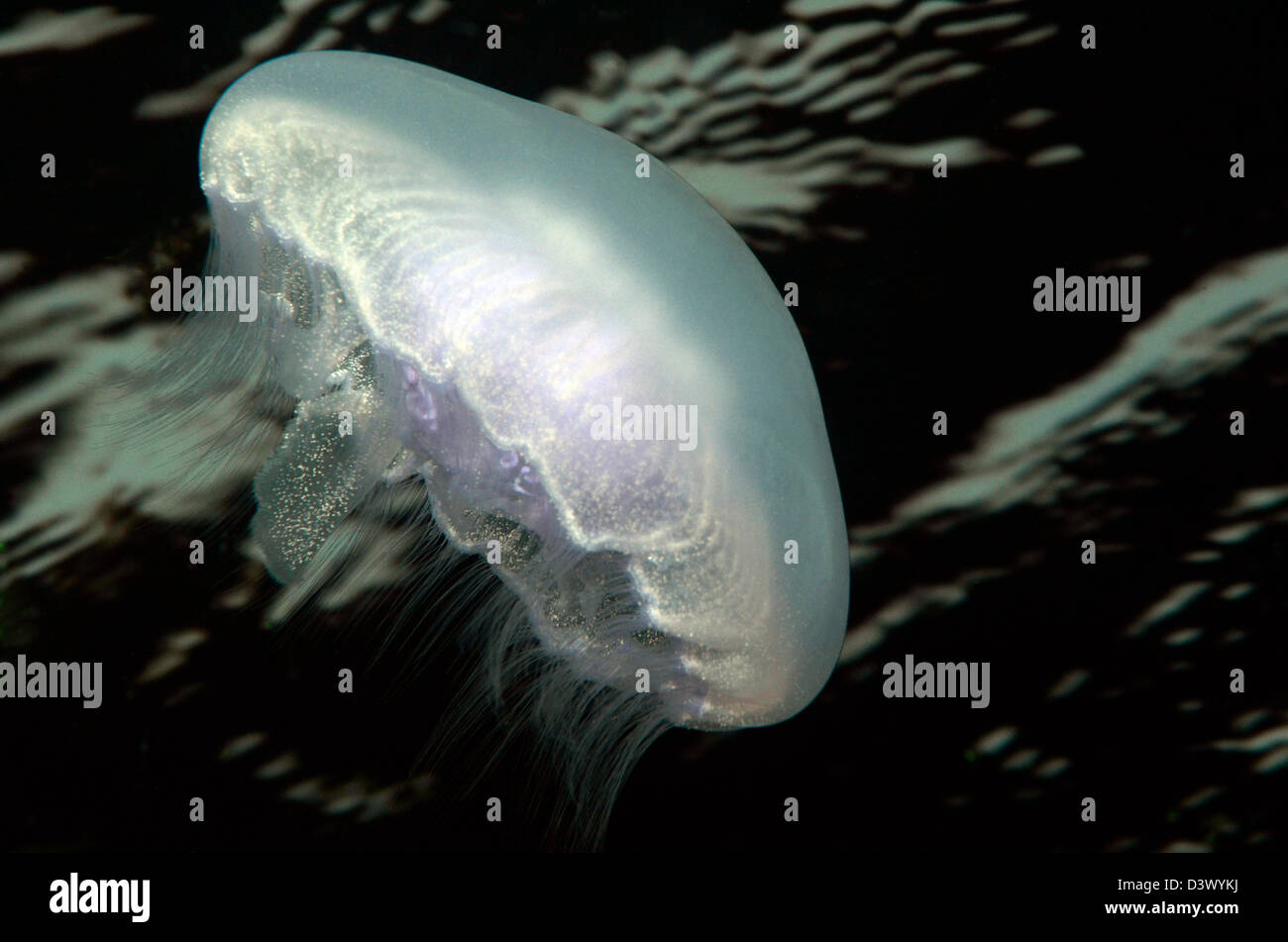 Moon Jellyfish, Aurelia aurita, Red Sea, Egypt Stock Photo