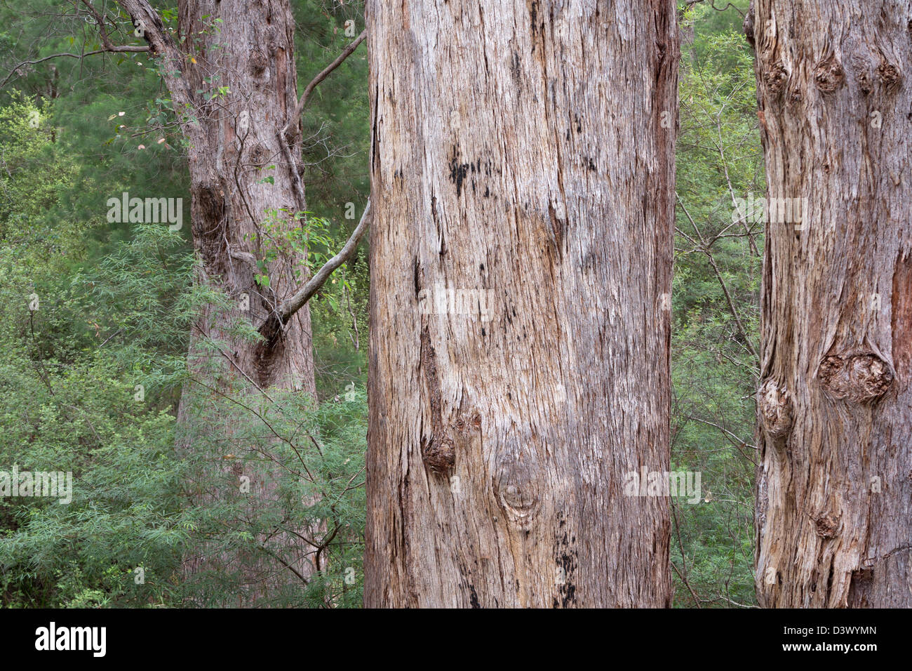 WalpoleNornalup National Park, Western Australia, Australia Stock