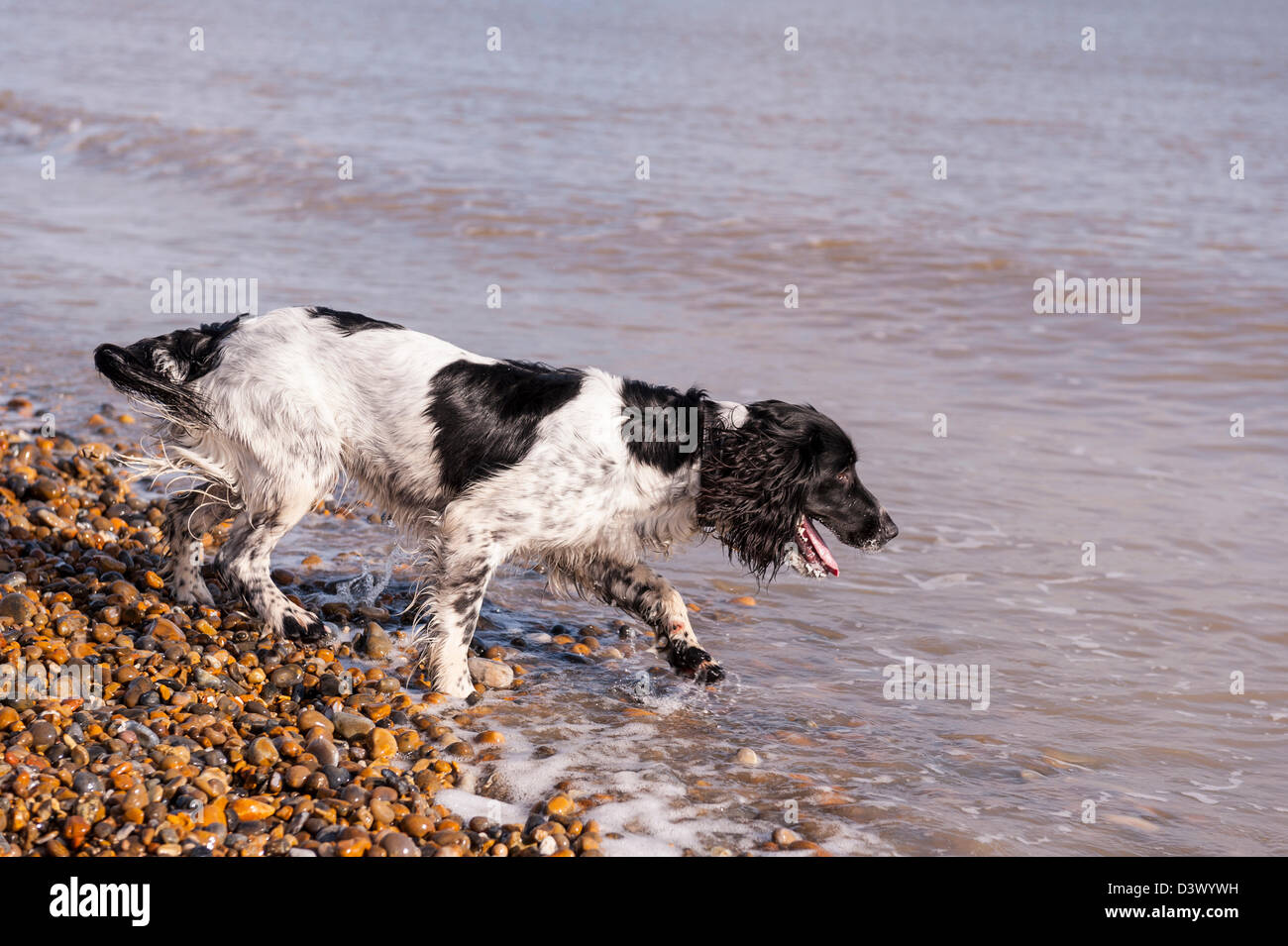 A black and white working strain English Springer Spaniel on a beach in the Uk Stock Photo