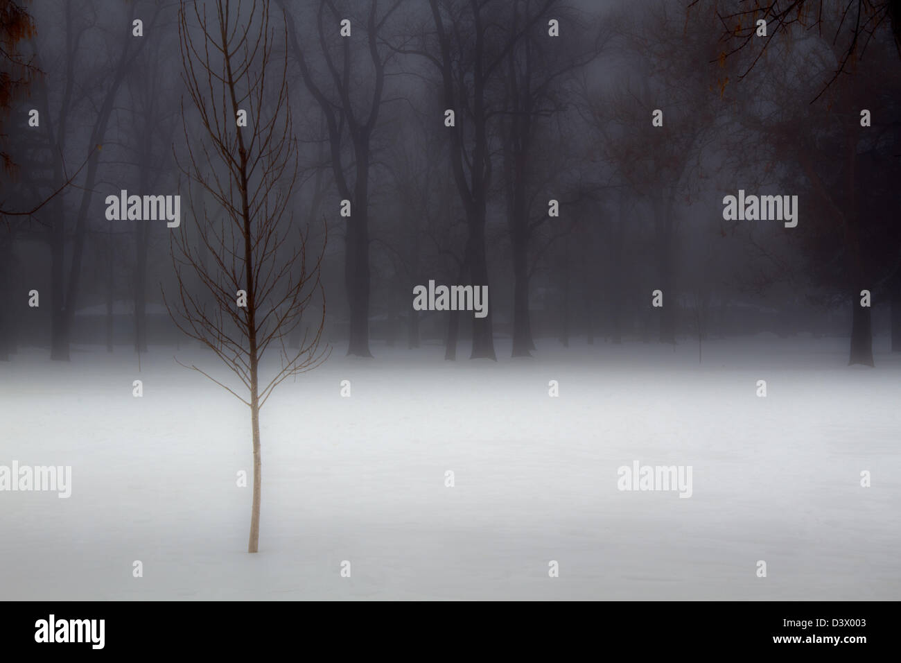 Winter scene showing bare leafless trees in a snow covered foggy field ...
