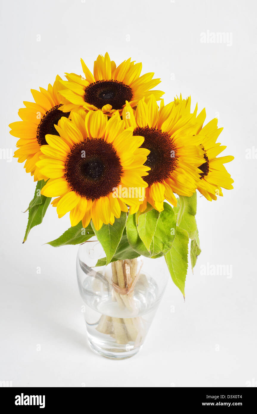 Sunflowers in a glass vase on light background Stock Photo - Alamy