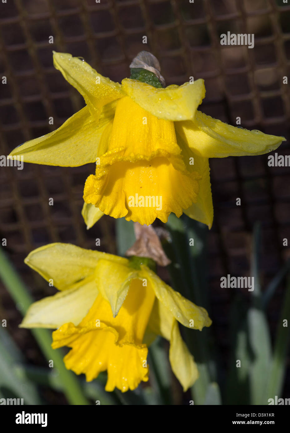 Early flowering Narcissus First Hope, February 2013 Stock Photo Alamy