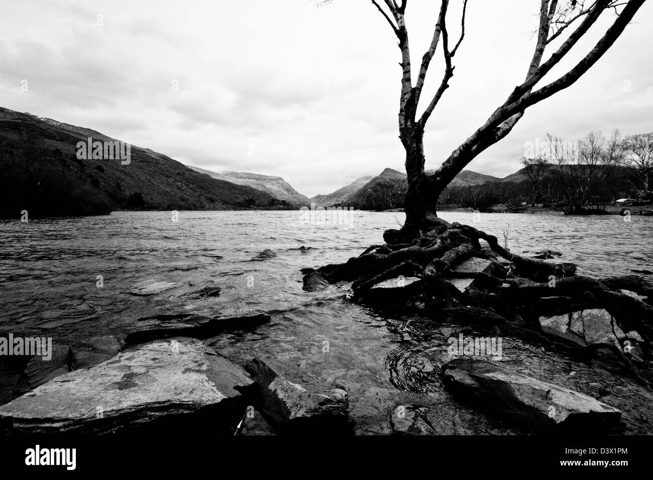 Dead tree next to a lake in Wales, Llyn Padarn Stock Photo