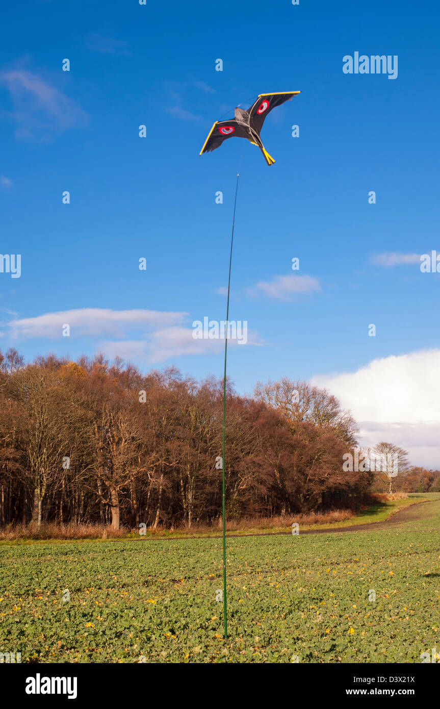 A kite style bird / pigeon scarer in the shape of a bird of prey in a Uk field Stock Photo Alamy