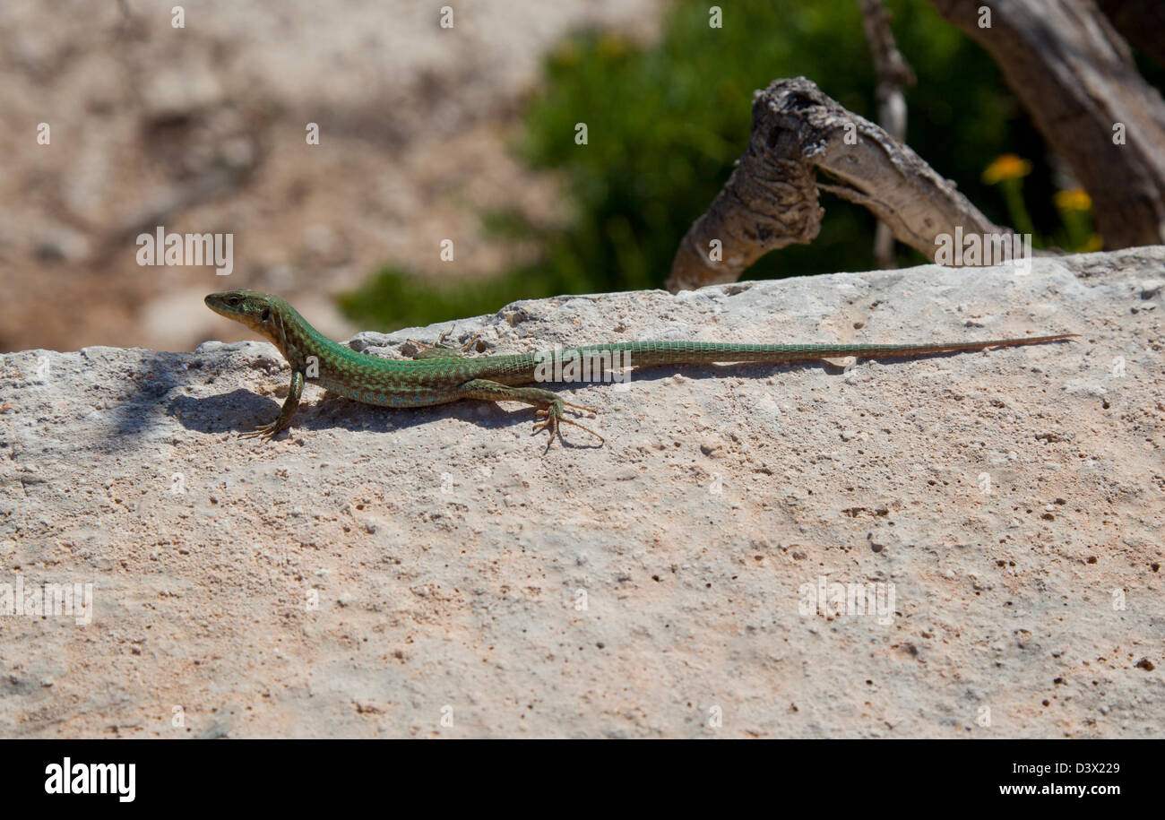 Maltese wall lizard or filfola lizard, podarcis filfolensis Malta Stock Photo
